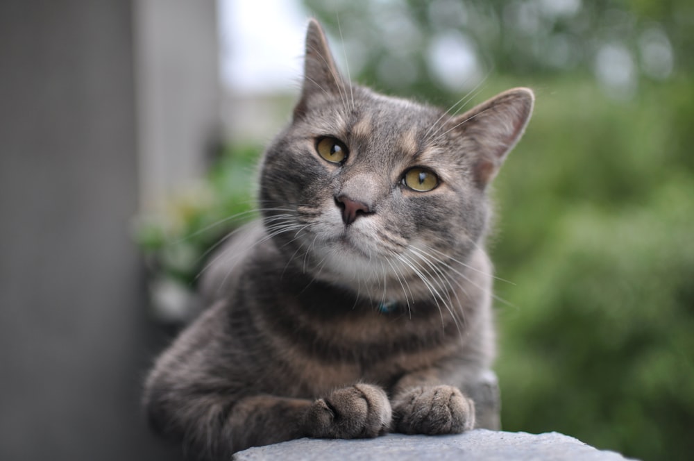 gato atigrado marrón sobre tela blanca