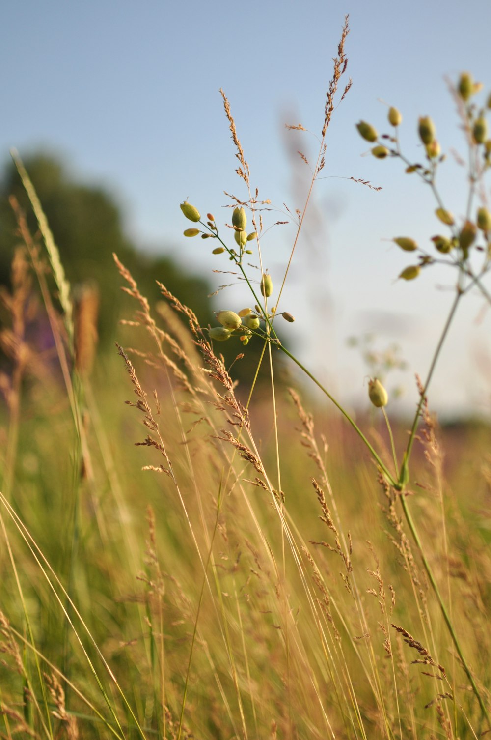 green grass field during daytime