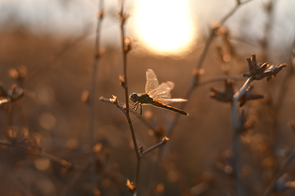 brown and black dragonfly perched on brown stem in tilt shift lens