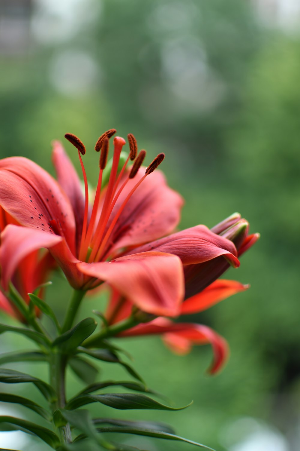 red flower in tilt shift lens