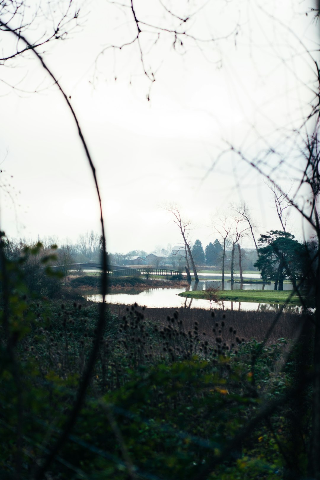 green trees near body of water during daytime