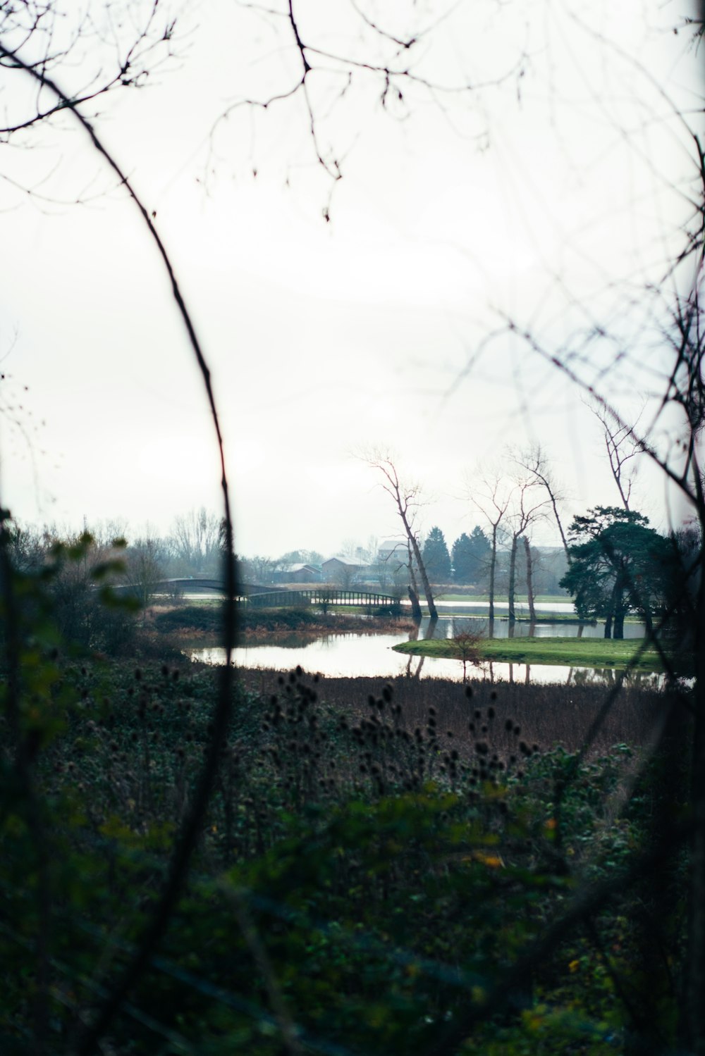 arbres verts près d’un plan d’eau pendant la journée