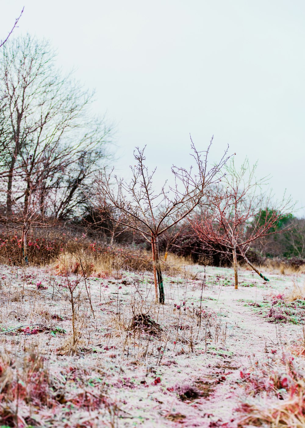 leafless trees on brown grass field during daytime