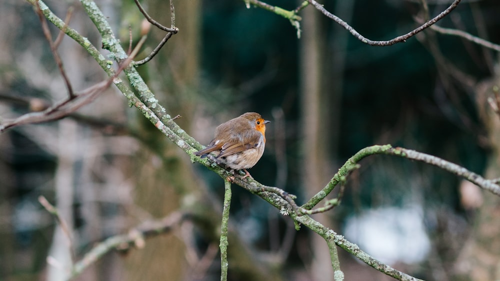 brown and orange bird on tree branch