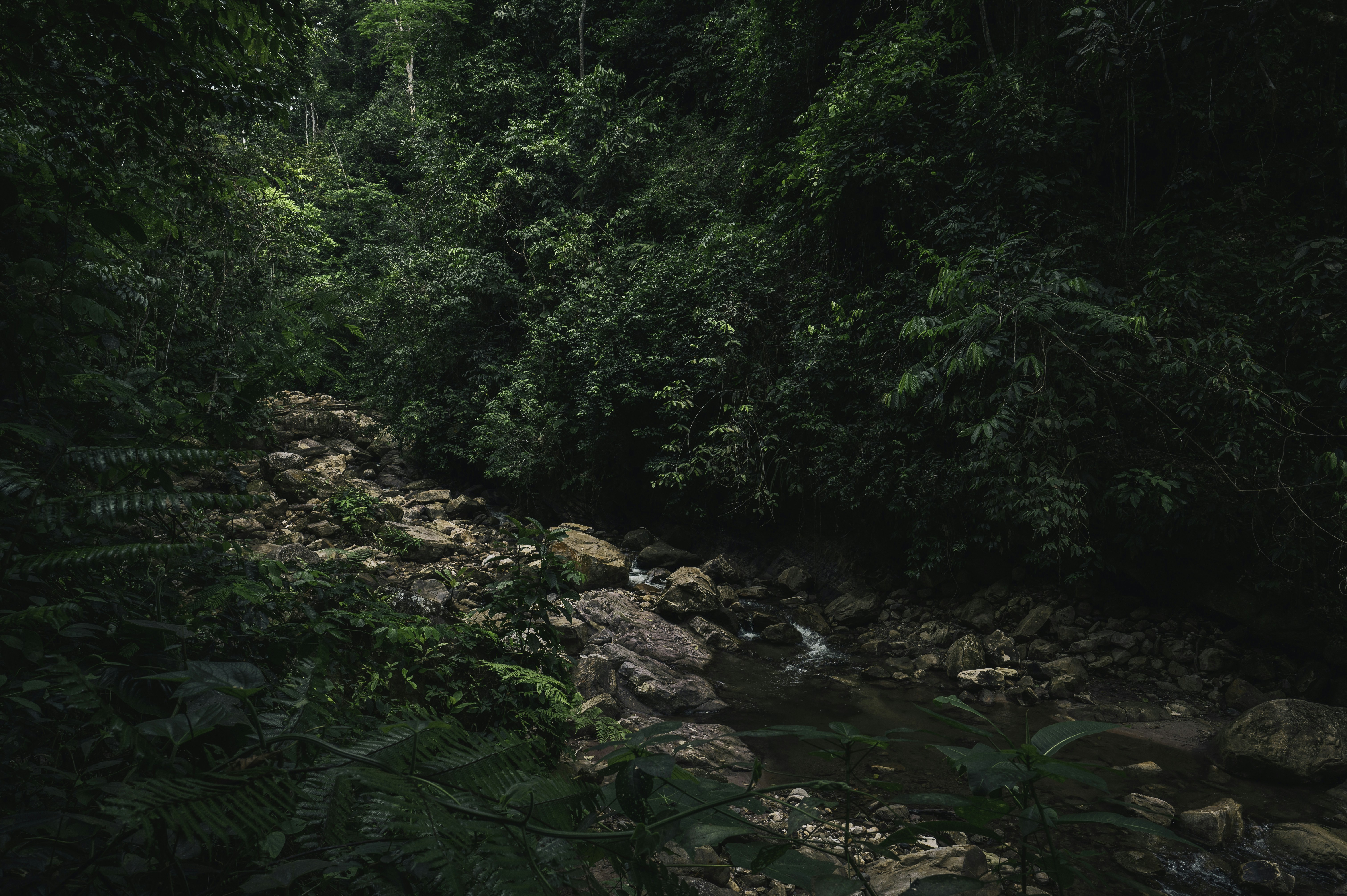 500 Stunning Amazon Forest Pictures Hd Download Free Images On Unsplash