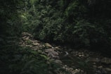 A dense, lush green jungle scene with thick vegetation and a small stream meandering through rocks. Sunlight filters through the canopy, casting dim light on the stones and water below. The jungle is rich with various shades of green, creating a serene and natural atmosphere.