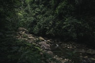A dense, lush green jungle scene with thick vegetation and a small stream meandering through rocks. Sunlight filters through the canopy, casting dim light on the stones and water below. The jungle is rich with various shades of green, creating a serene and natural atmosphere.