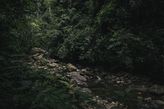 A dense, lush green jungle scene with thick vegetation and a small stream meandering through rocks. Sunlight filters through the canopy, casting dim light on the stones and water below. The jungle is rich with various shades of green, creating a serene and natural atmosphere.