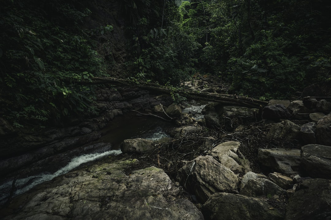 river in the middle of forest,