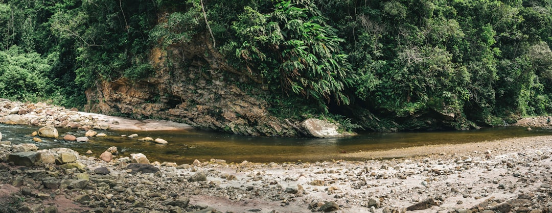 green trees beside river during daytime