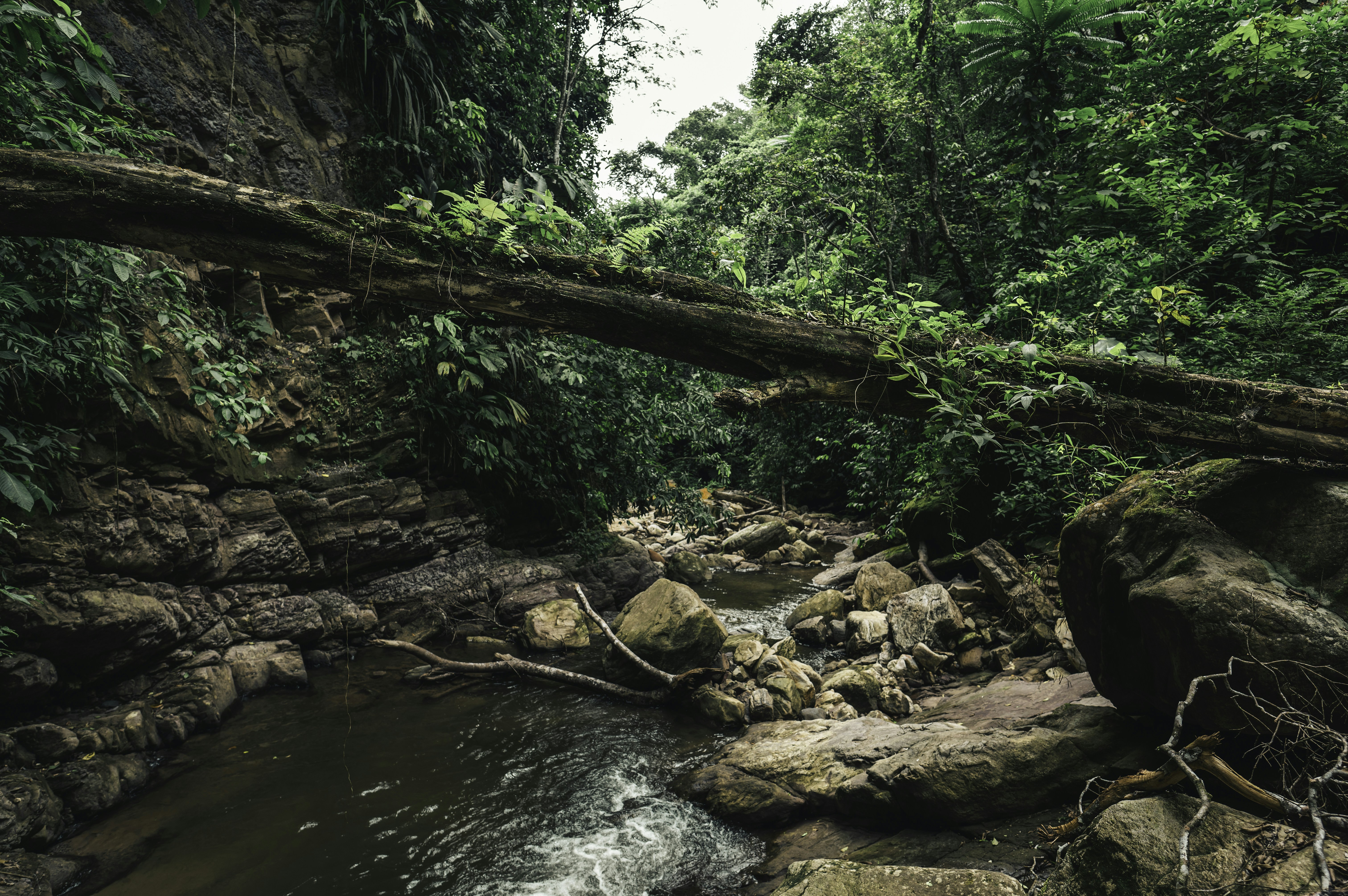 500 Stunning Amazon Forest Pictures Hd Download Free Images On Unsplash