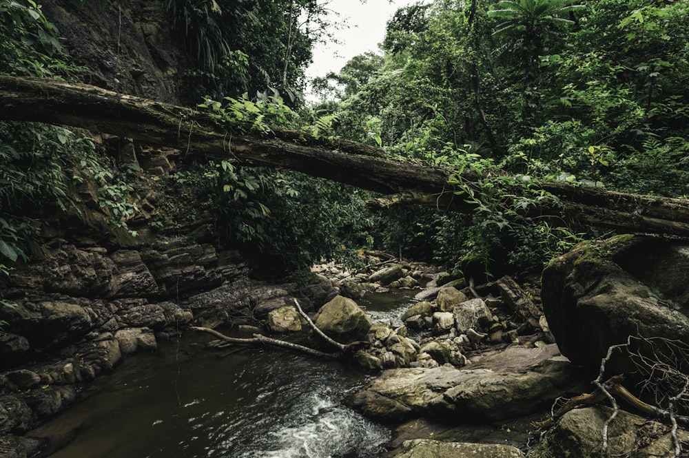 500 Stunning Amazon Forest Pictures Hd Download Free Images On Unsplash