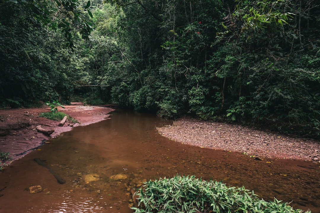 green trees beside river during daytime