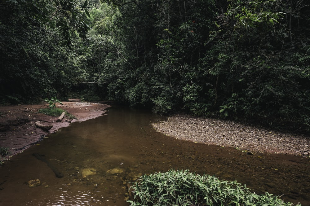 green trees beside river during daytime