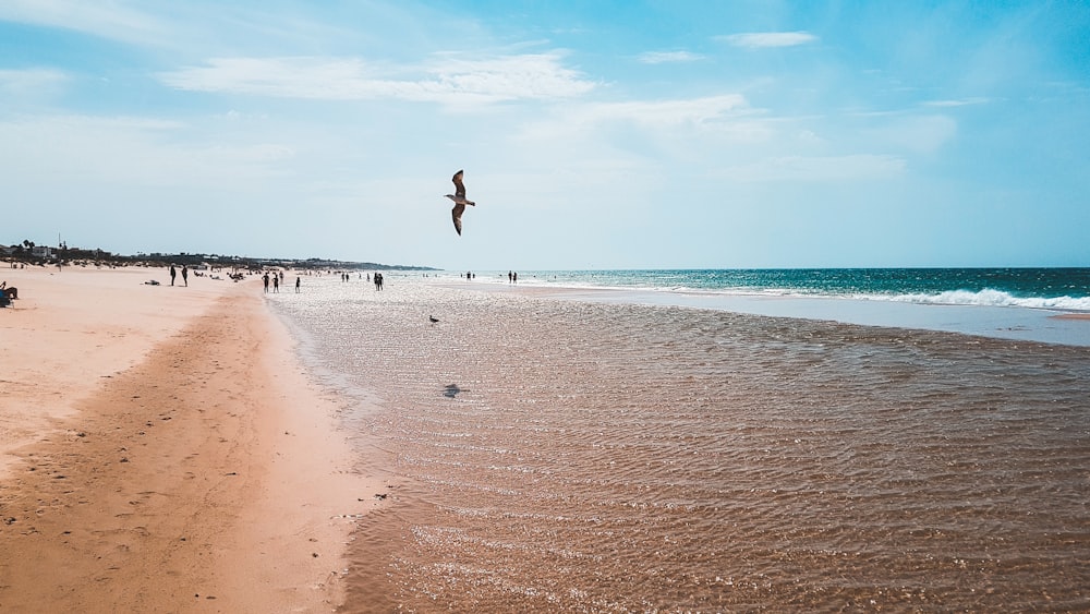 people on beach during daytime