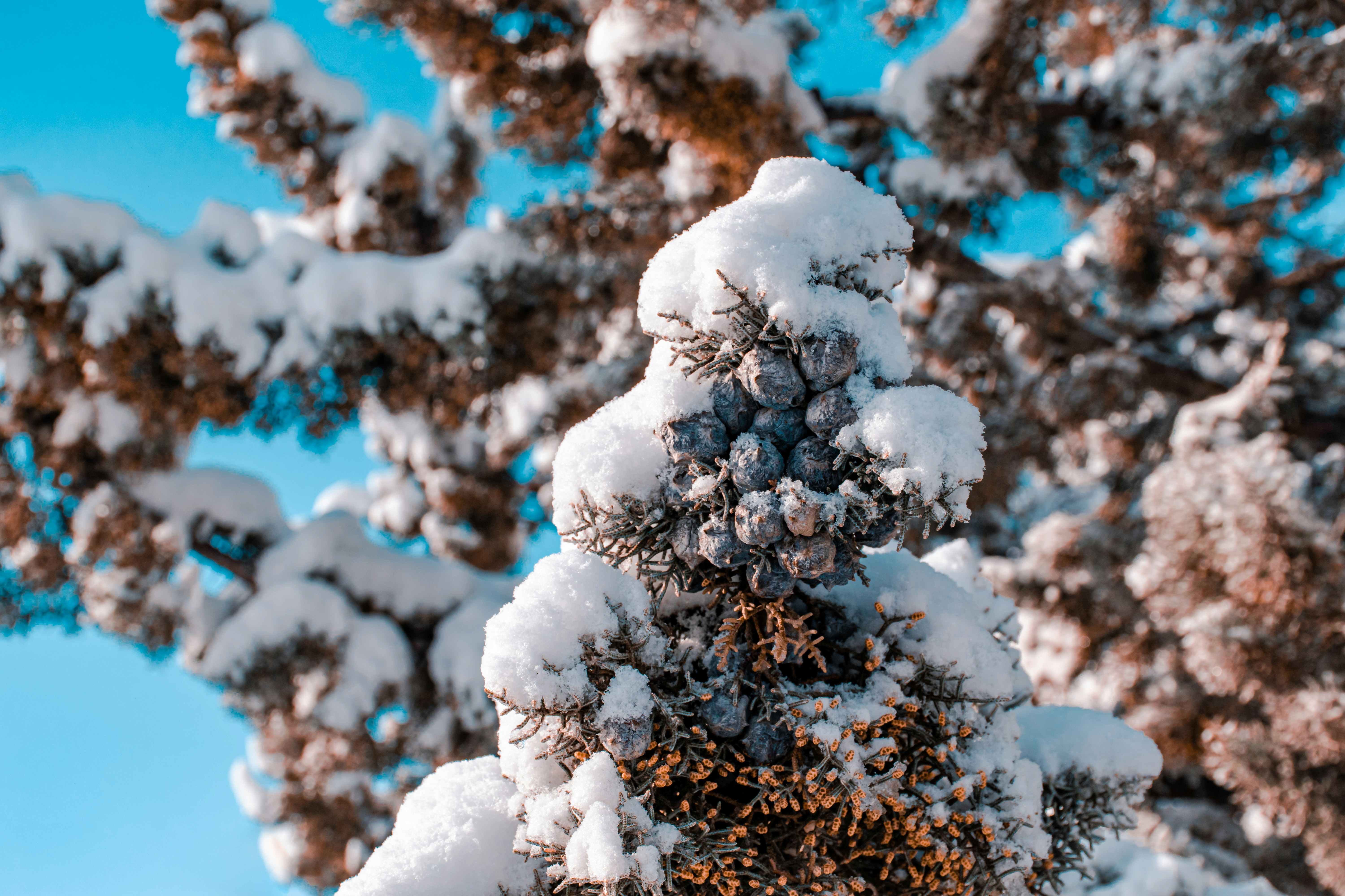white snow on tree branch photo – Free Sanandaj Image on Unsplash