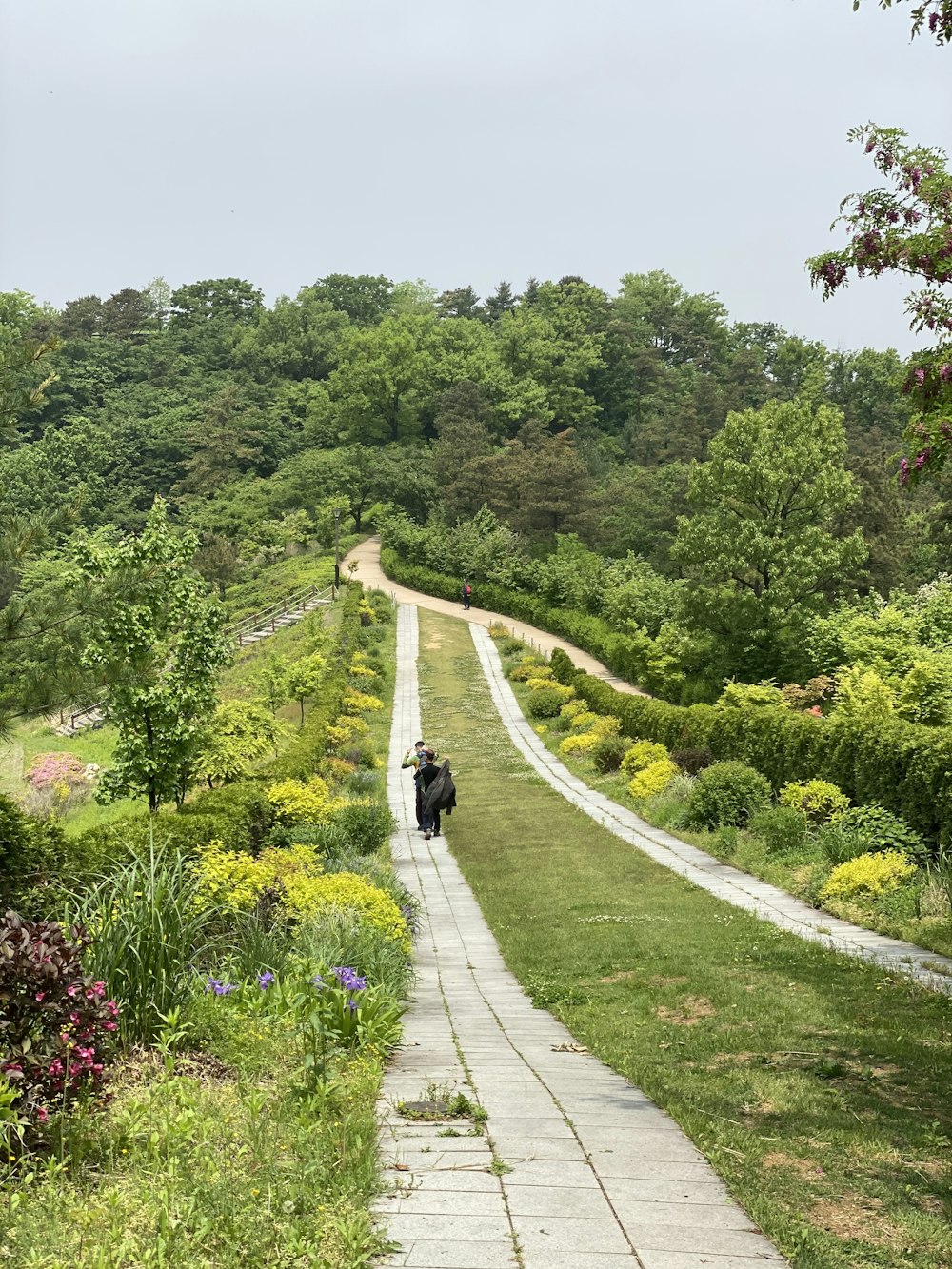 person walking on pathway between green trees during daytime