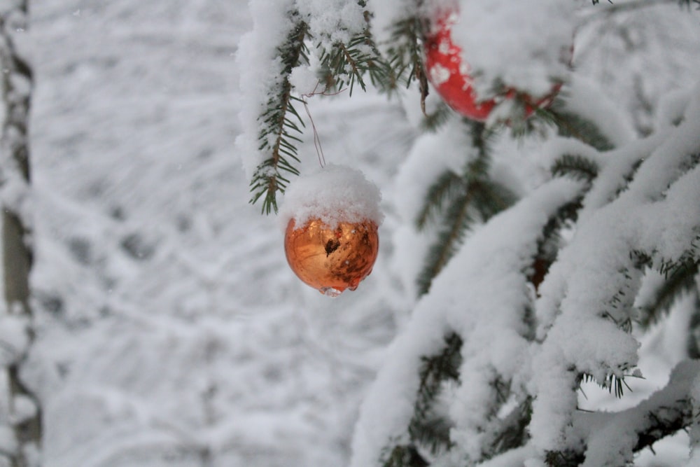 brown fruit on snow covered tree