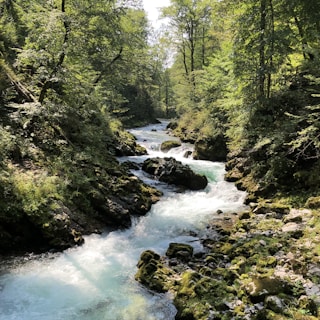 green moss on rocks in river