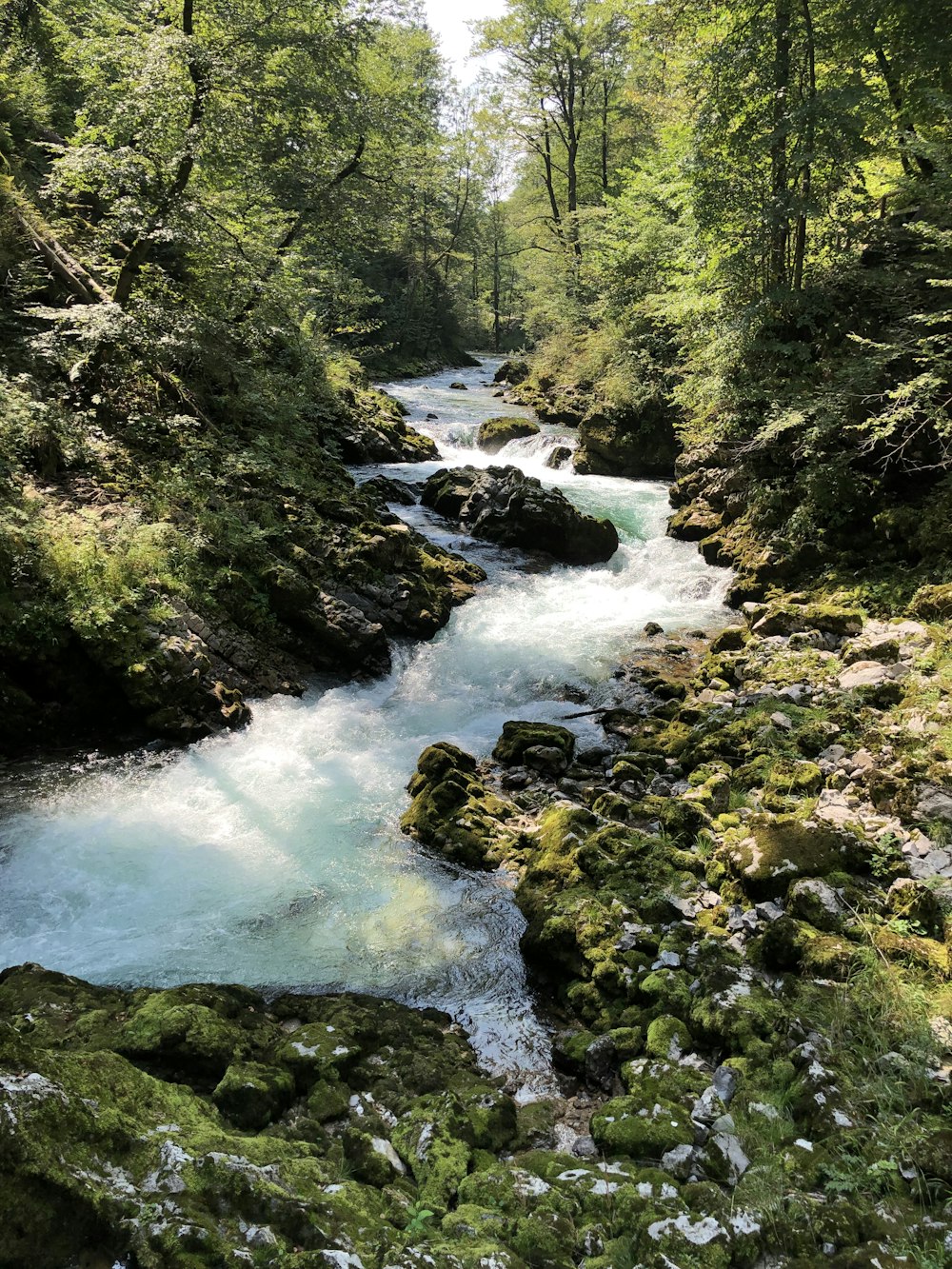 green moss on rocks in river