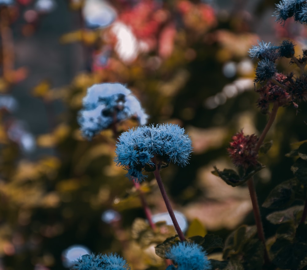 blue and white flowers in tilt shift lens