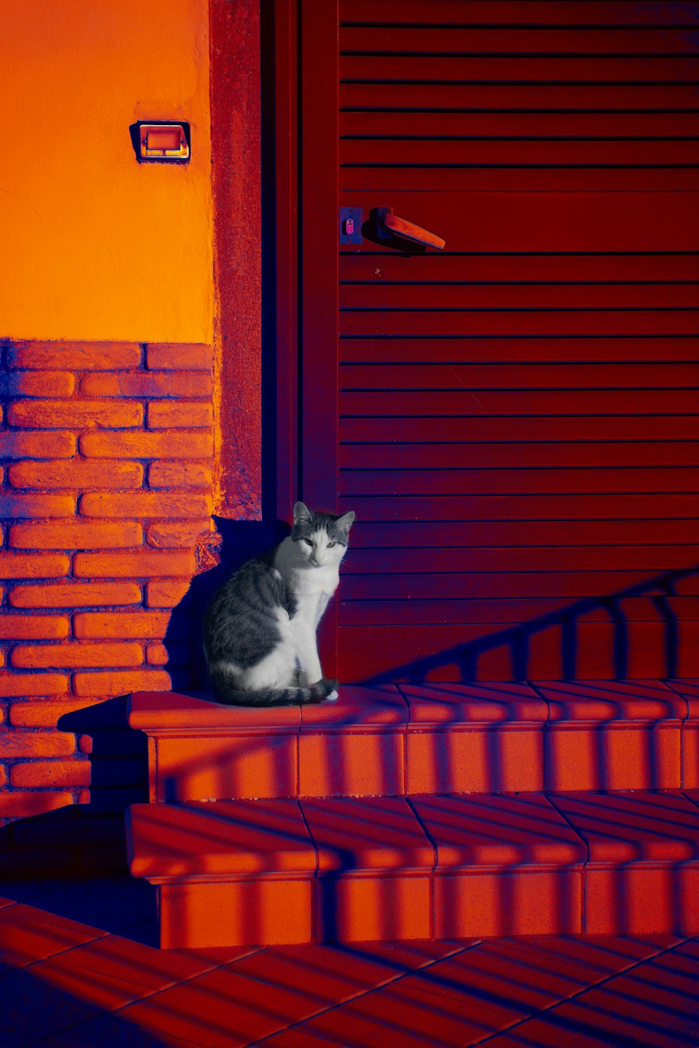 black and white cat on brown wooden staircase