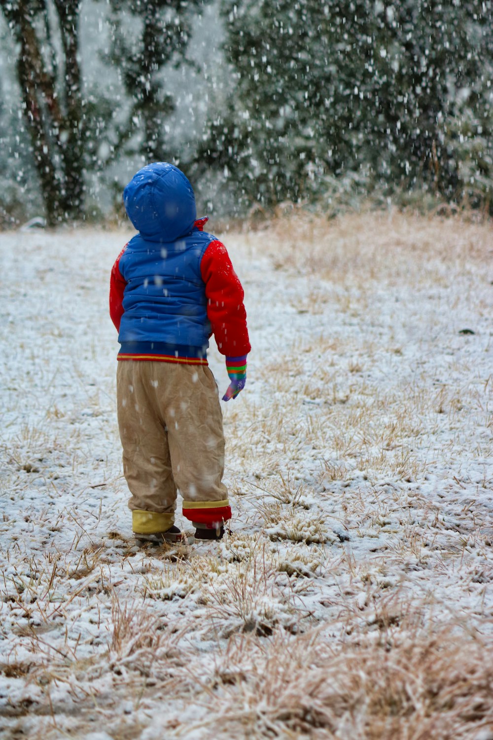 빨간색과 파란색 재킷과 갈색 바지를 입은 아이가 낮 동안 갈색 잔디밭을 걷고 있다