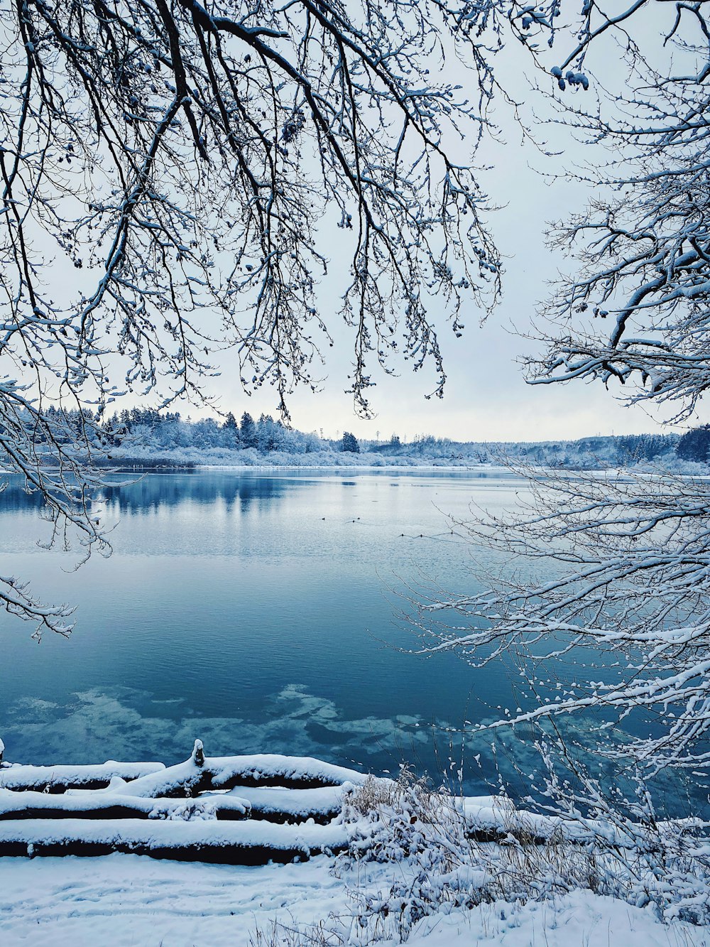 snow covered trees near lake during daytime