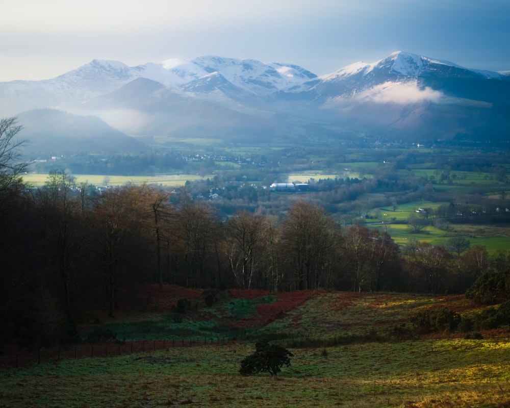 green grass field near trees and mountains during daytime