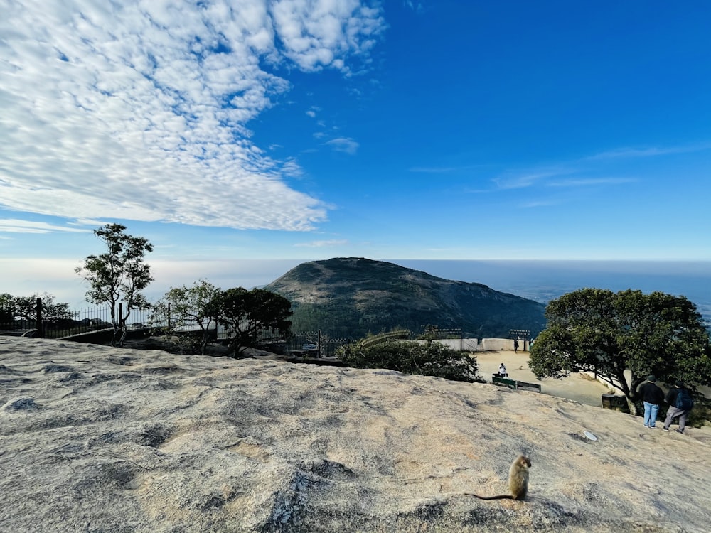 green trees on mountain under blue sky during daytime