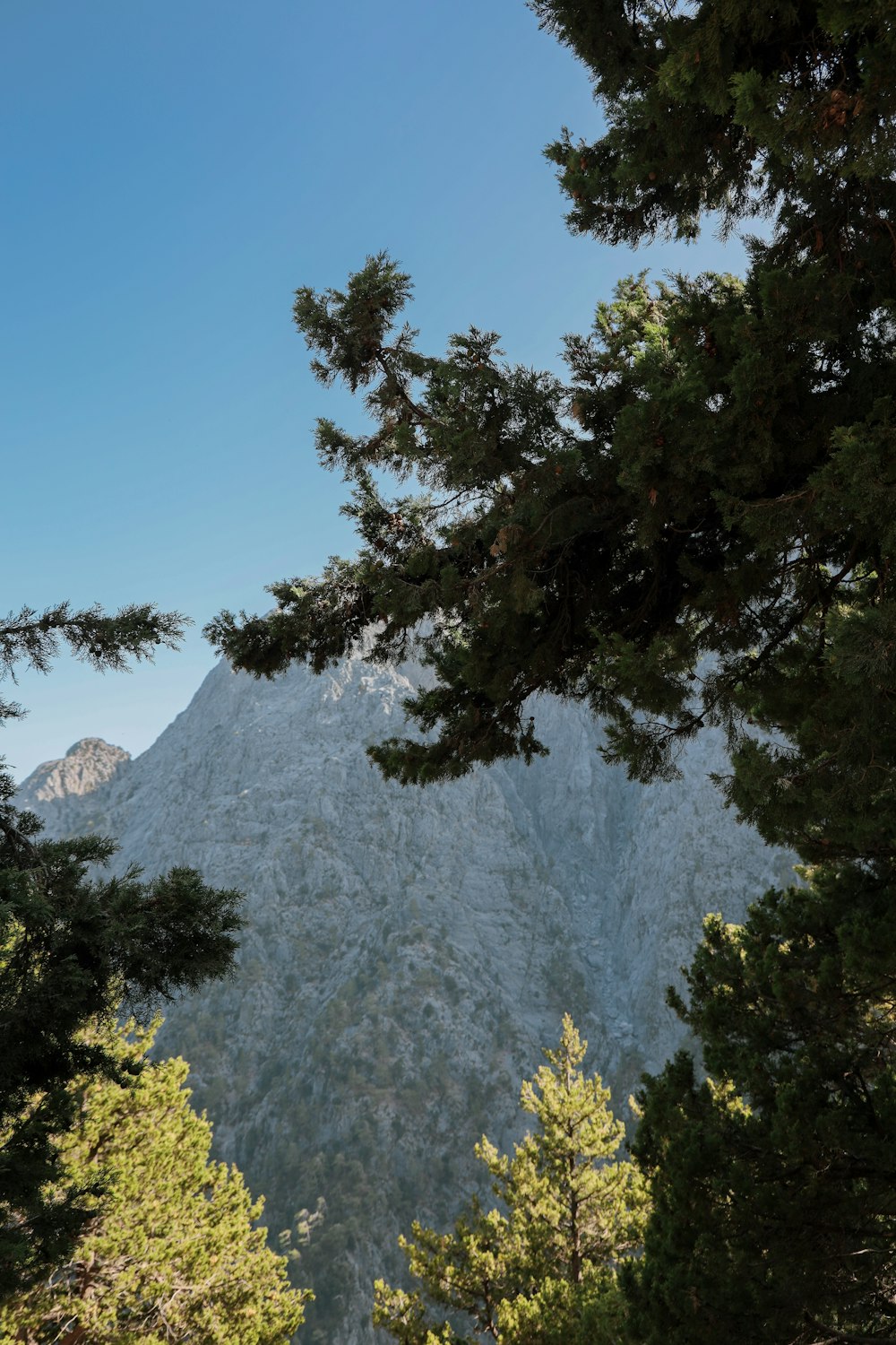 Alberi verdi vicino alla montagna durante il giorno