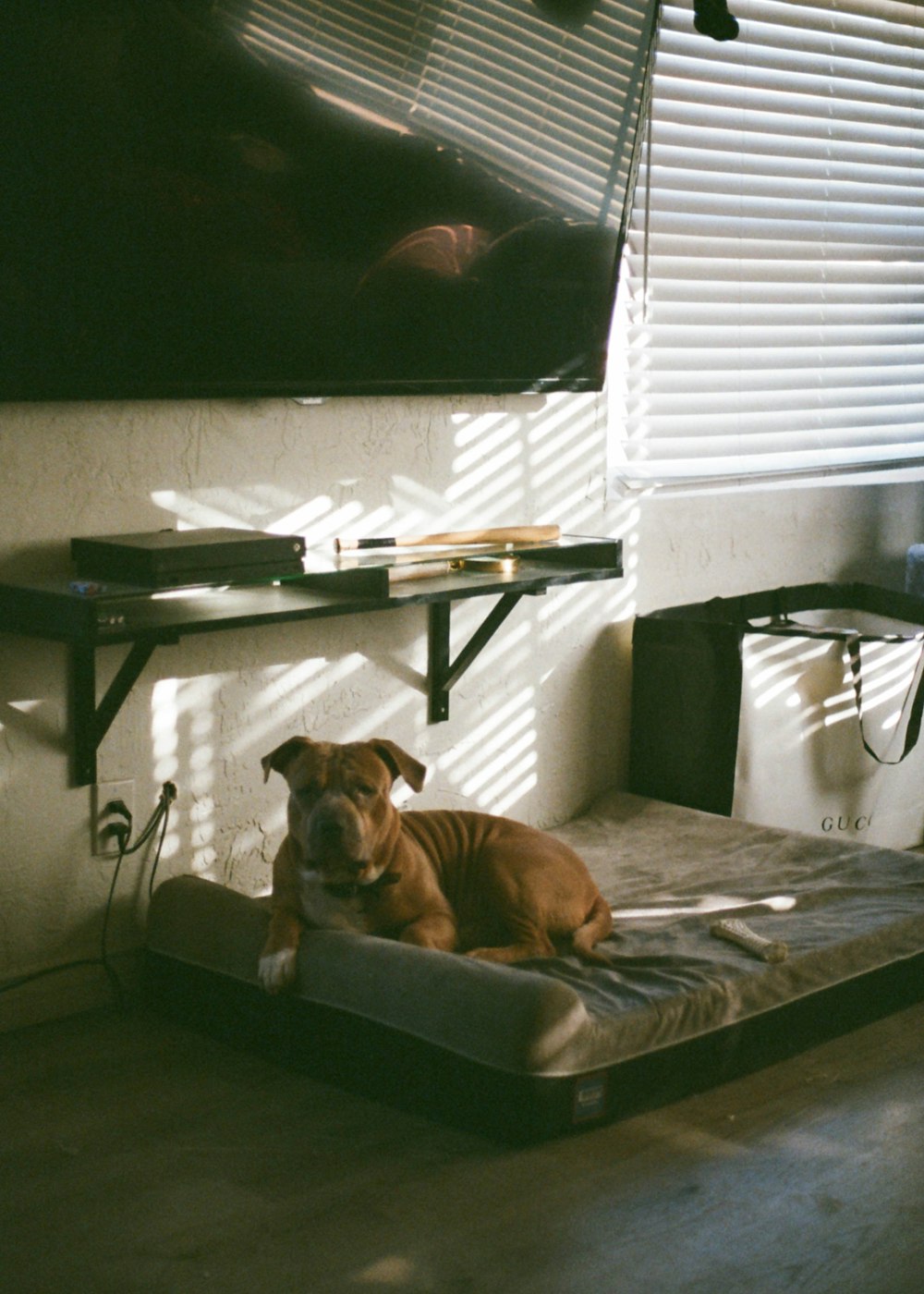 ベッドに横たわる茶色と白のショートコートの犬