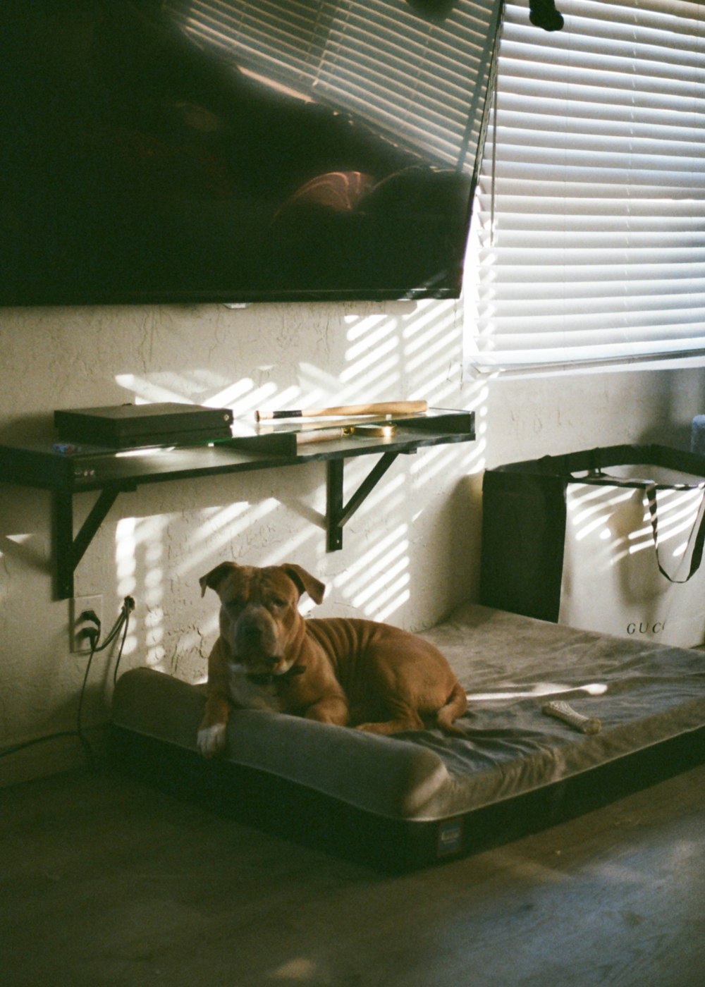 brown and white short coated dog lying on bed