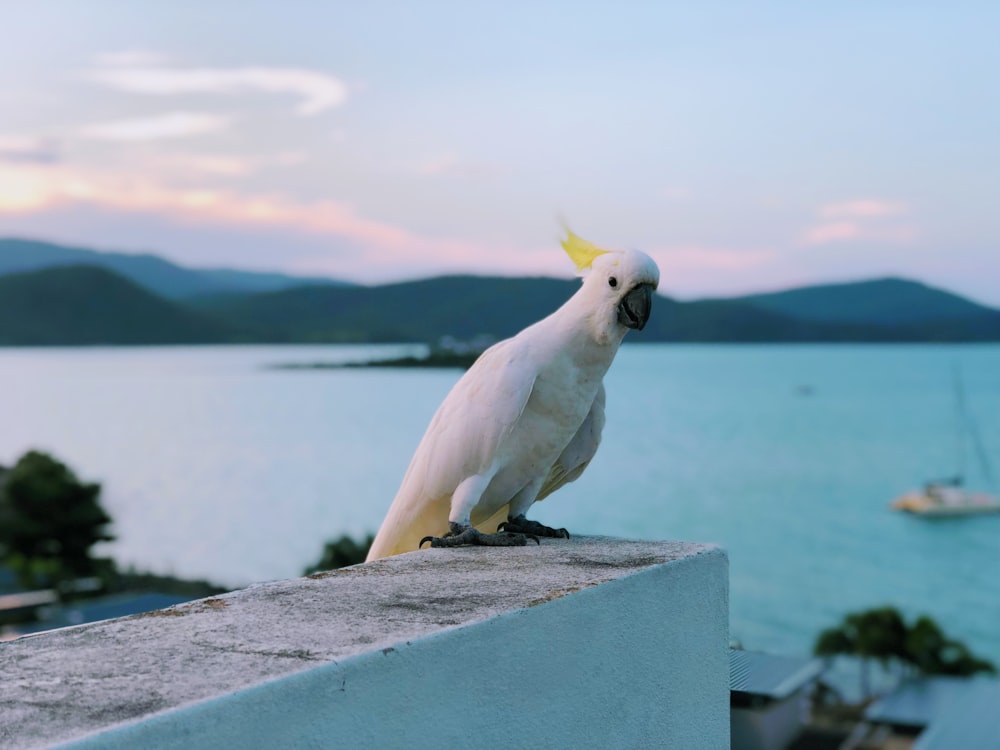 white bird on gray concrete surface near body of water during daytime