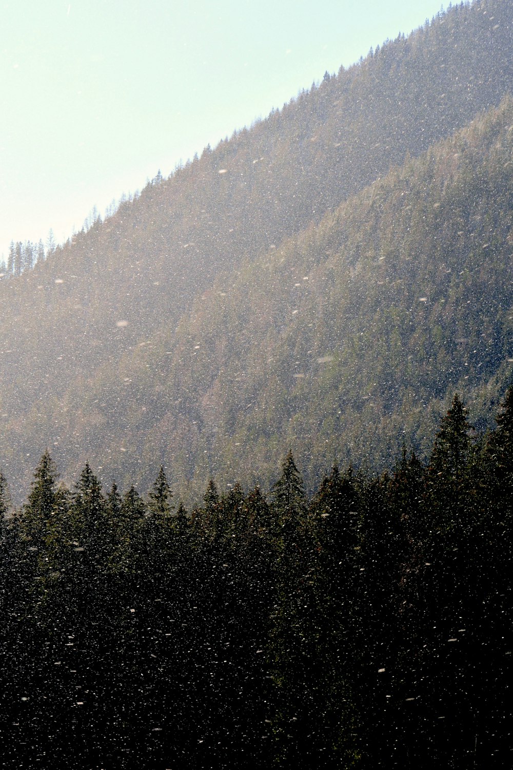 green pine trees on mountain during daytime