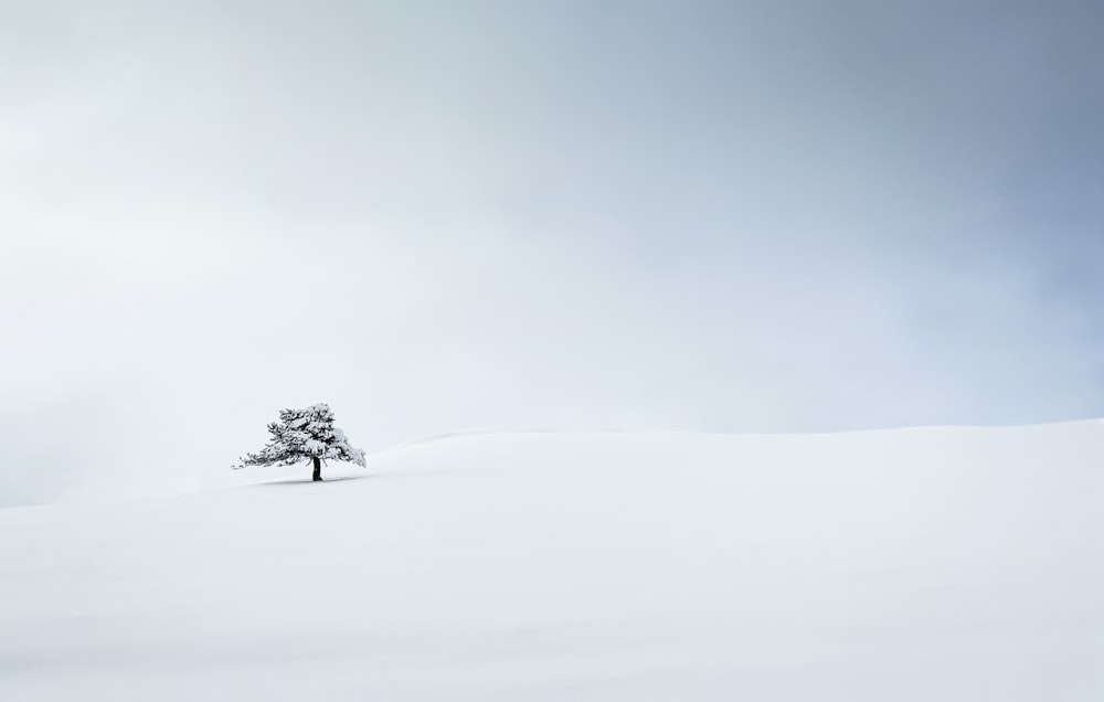 green tree on snow covered ground