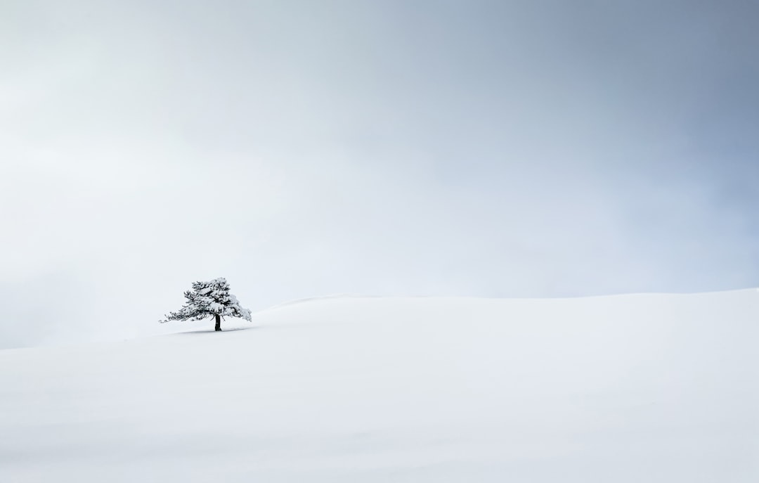 green tree on snow covered ground