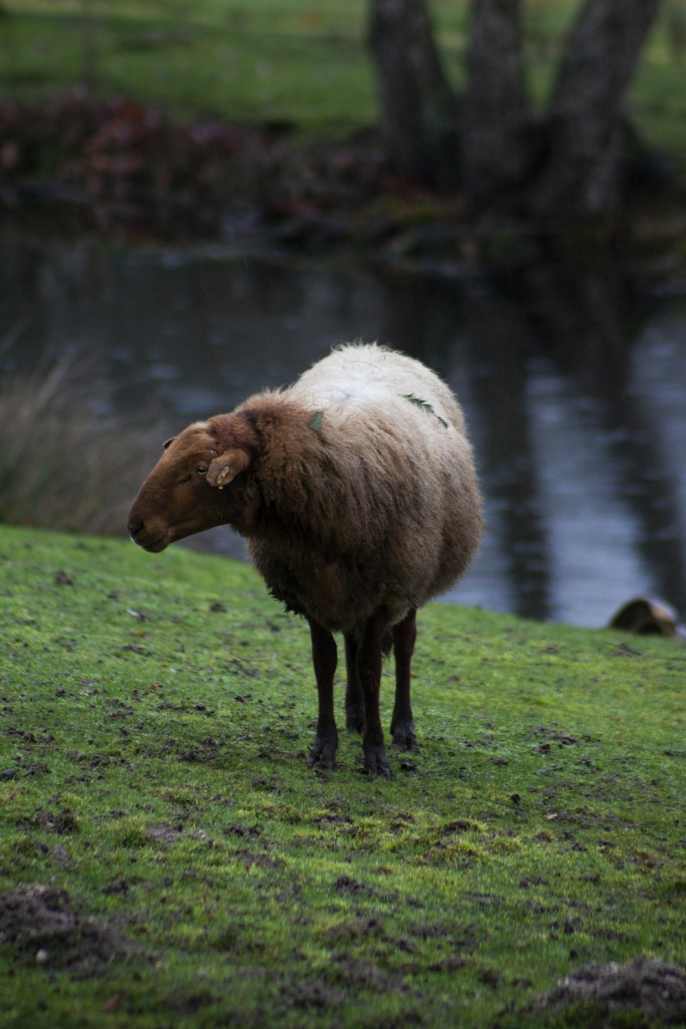 brown sheep on green grass field near lake during daytime
