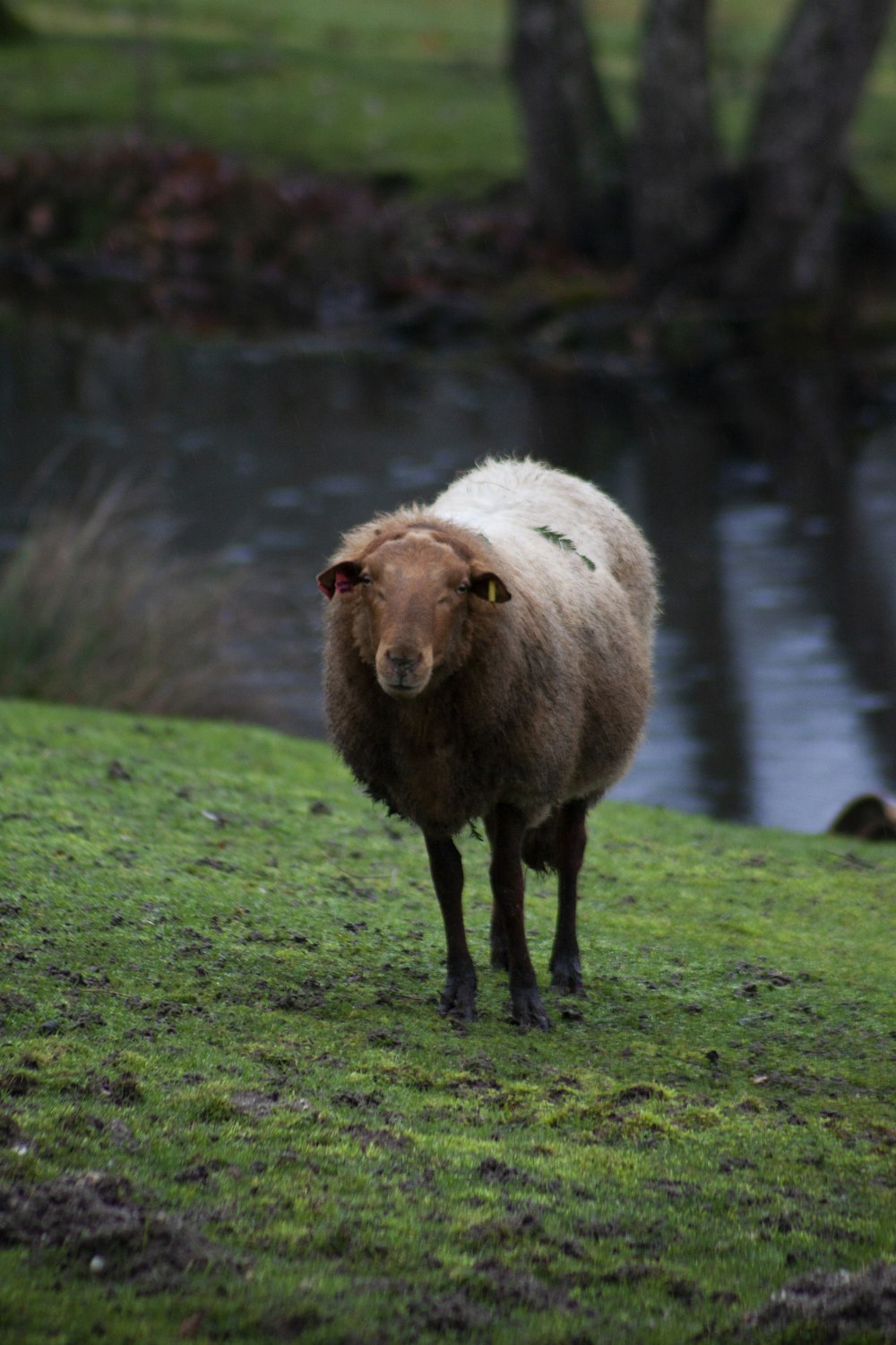 ovelha branca no campo verde da grama perto do lago durante o dia
