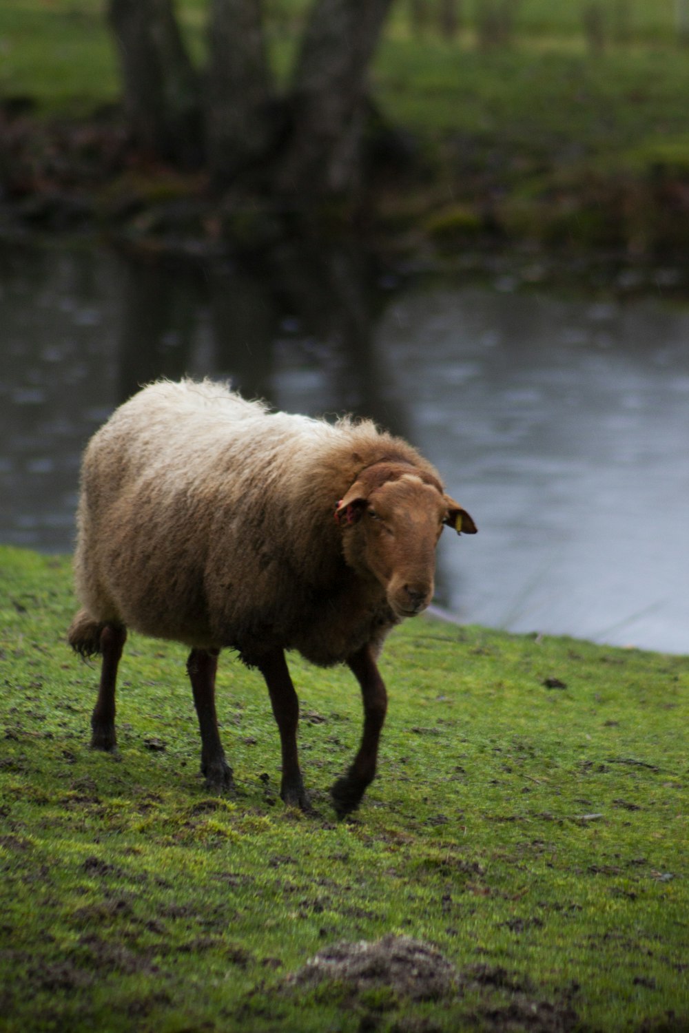 white sheep on green grass field near body of water during daytime