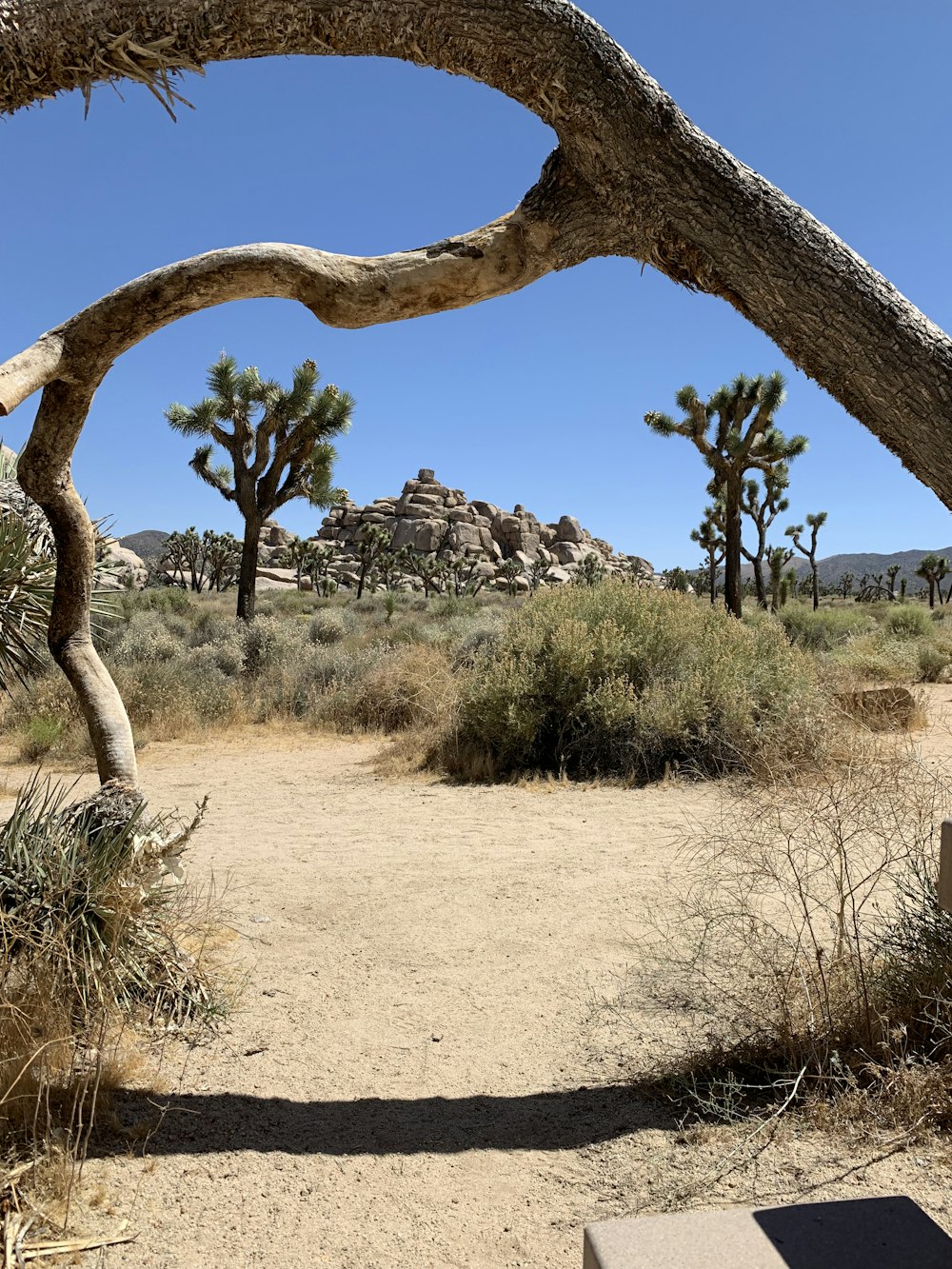 brown tree trunk on brown dirt ground during daytime