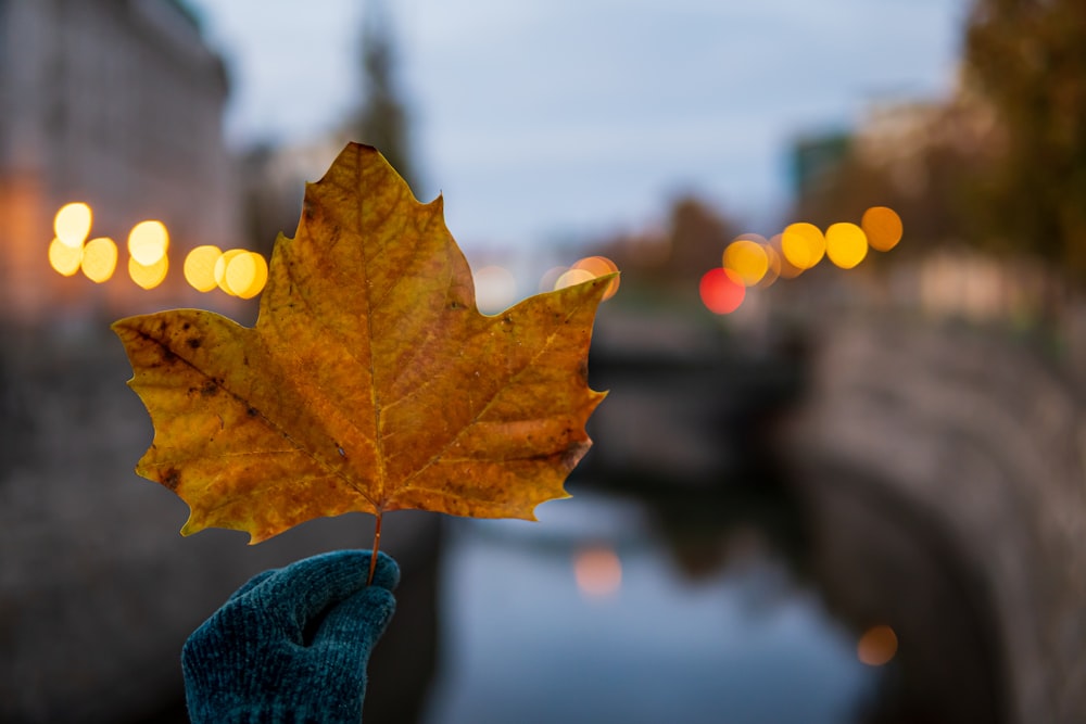 yellow maple leaf in tilt shift lens