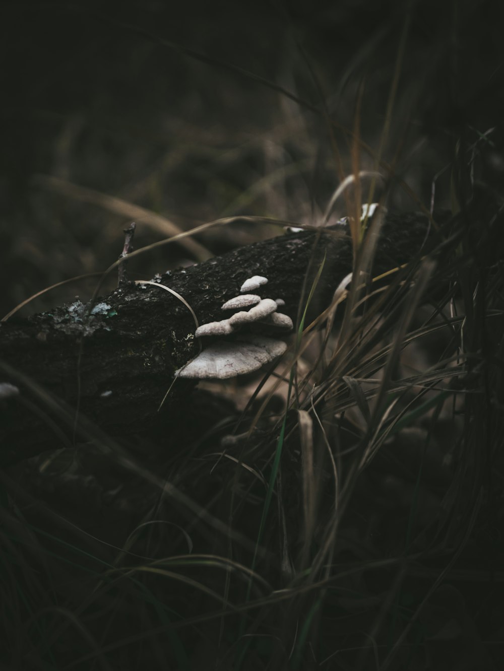 white and brown mushroom on green grass