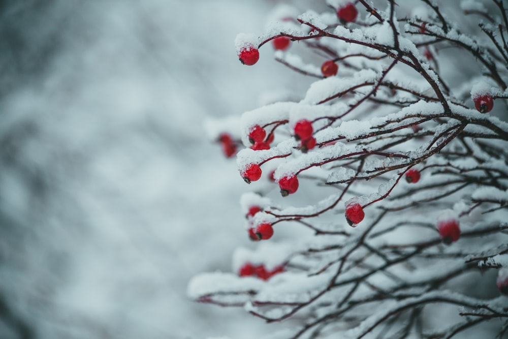 red round fruits covered with snow