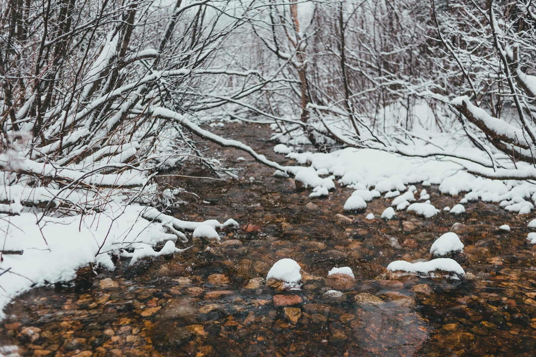 bare trees on rocky ground during daytime