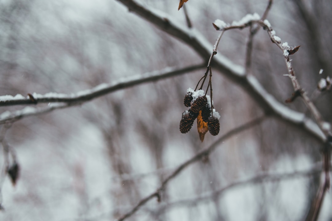 brown and black bird on brown tree branch