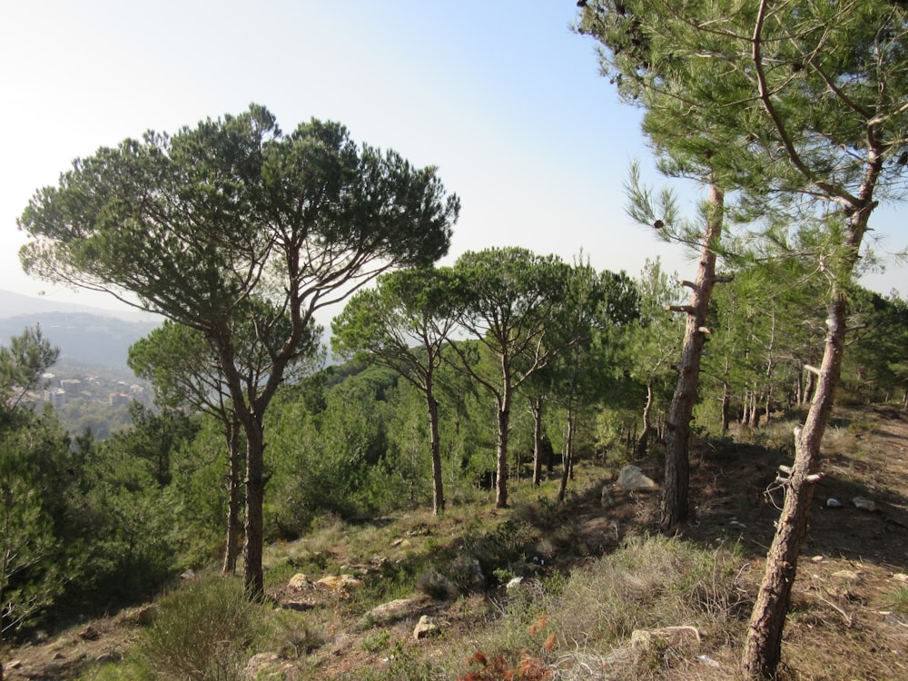 green trees under blue sky during daytime