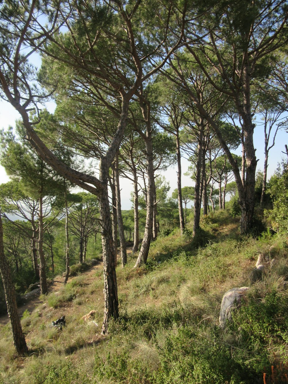 erba verde e alberi durante il giorno