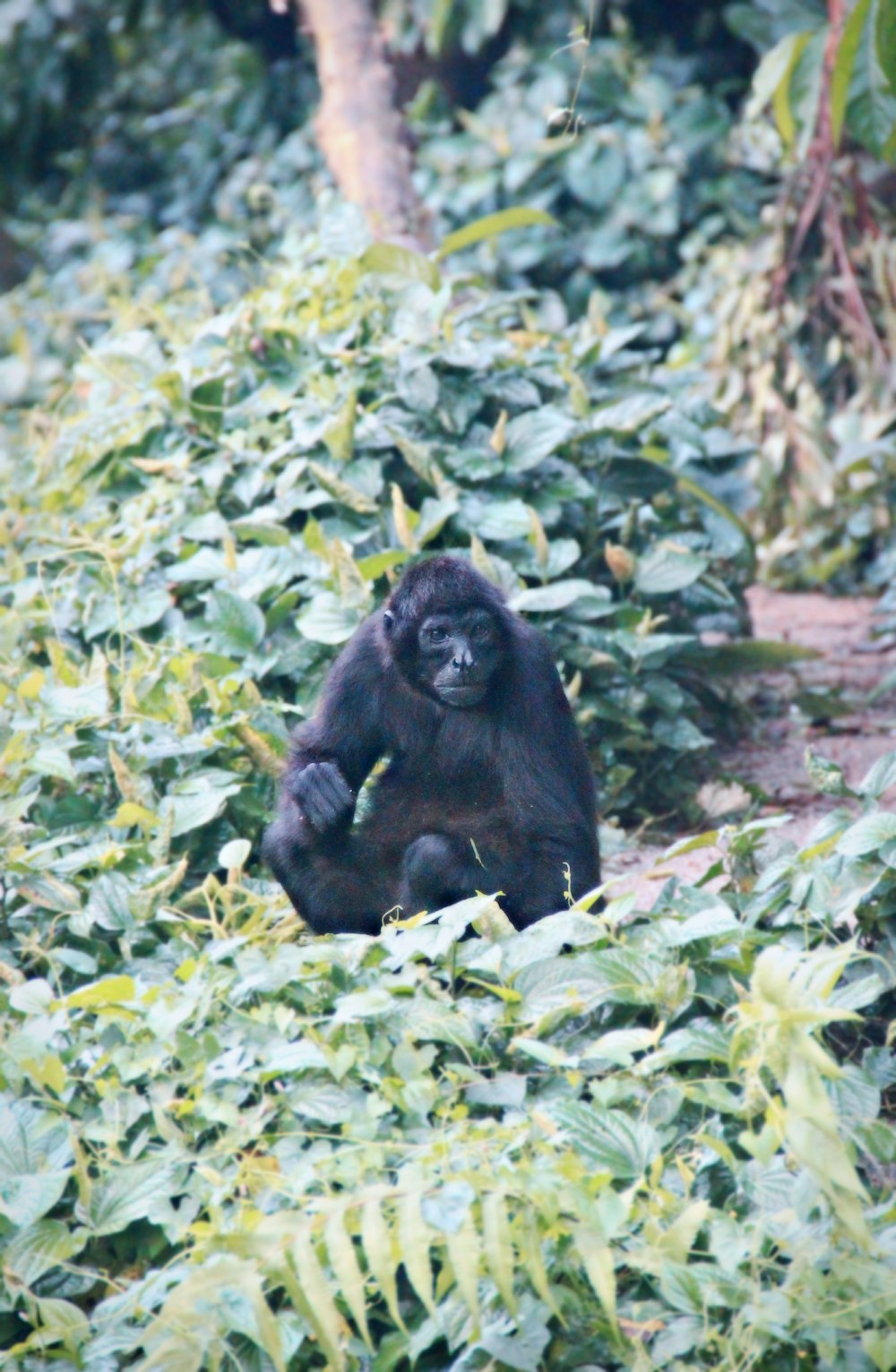black gorilla on green grass during daytime