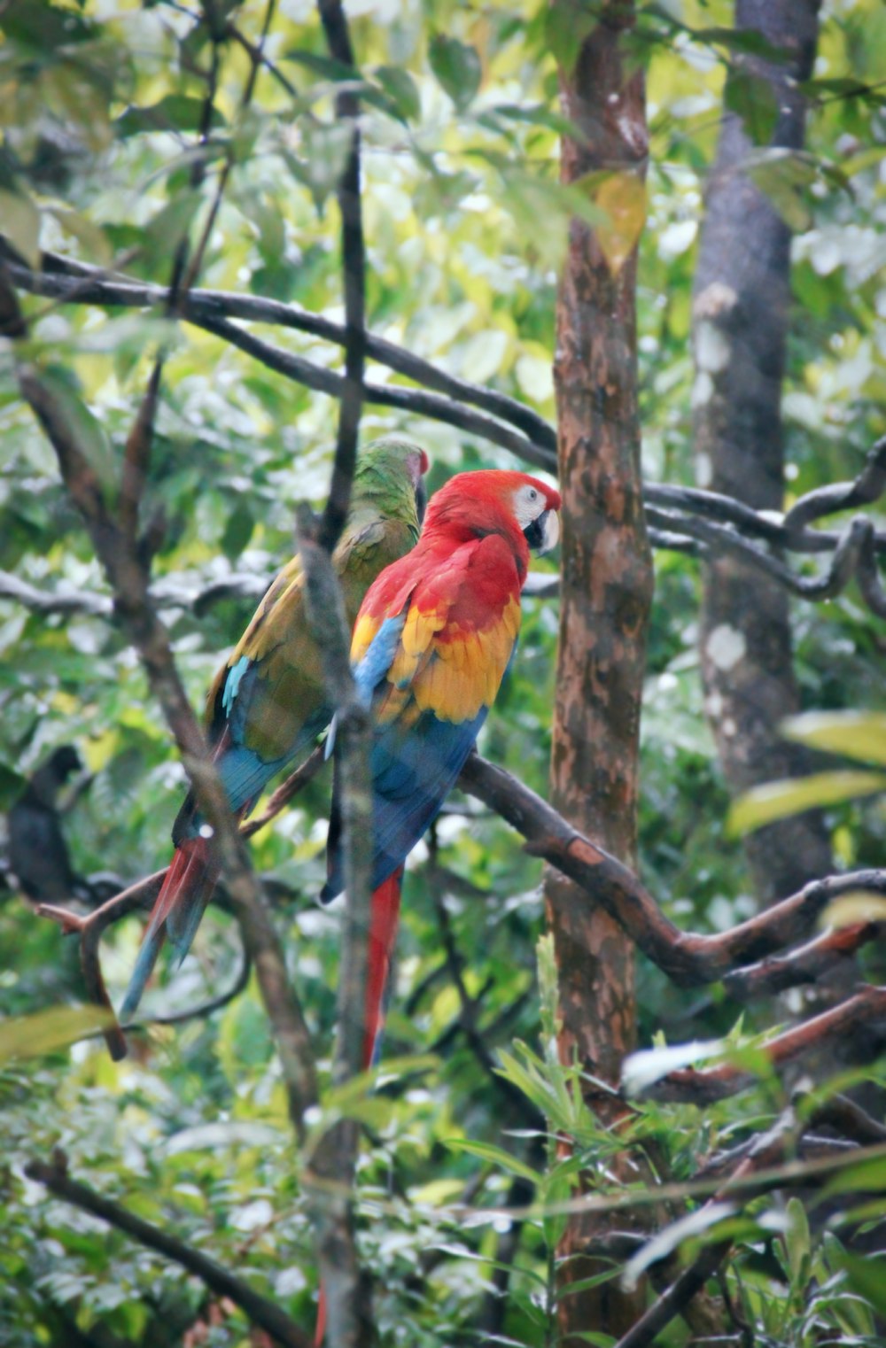 red yellow and blue parrot on brown tree branch